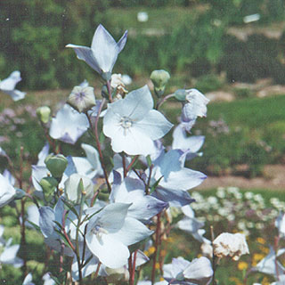 Botanical garden 2000